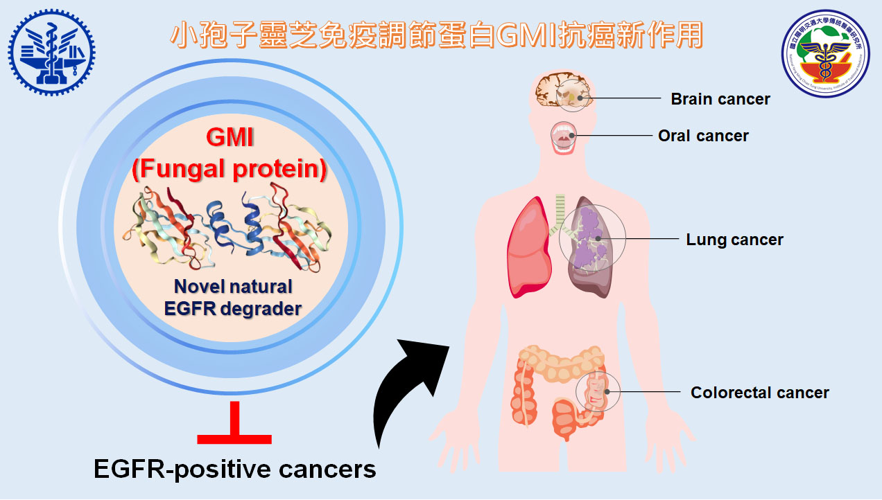 小孢子靈芝蛋白GMI作為一個新穎EGFR降解劑來抑制EGFR表達的癌症