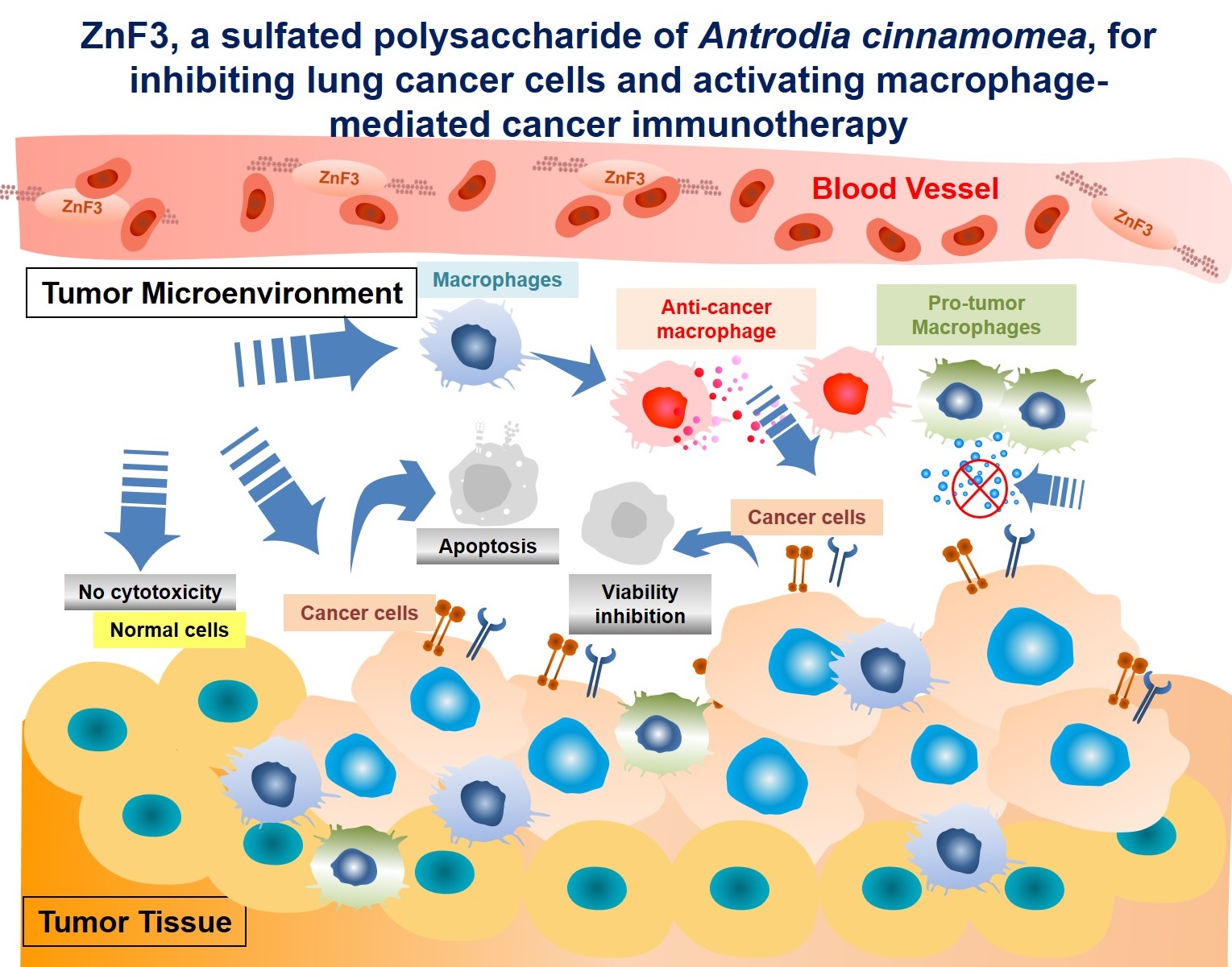 ZnF3, Exhibits Functions for Suppression of Cancer Cells and Activation of Macrophage-mediated Cancer Immunotherapy